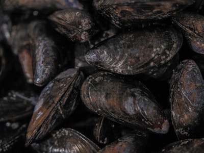 Mejillones en conserva