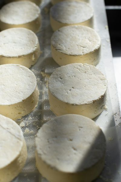 Queso Cotija